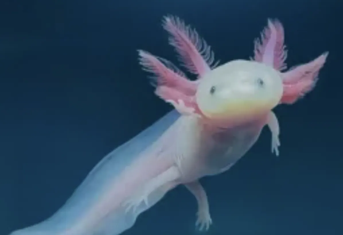 Axolotl — amphibian with pronounced regenerative capacity